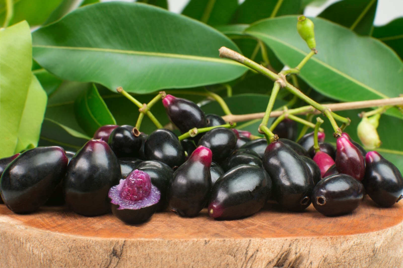 1(ONE) Live Plant of “JAMUN or DUHAT or LOMBOY or JAVA PLUM” about 8-20″ tall