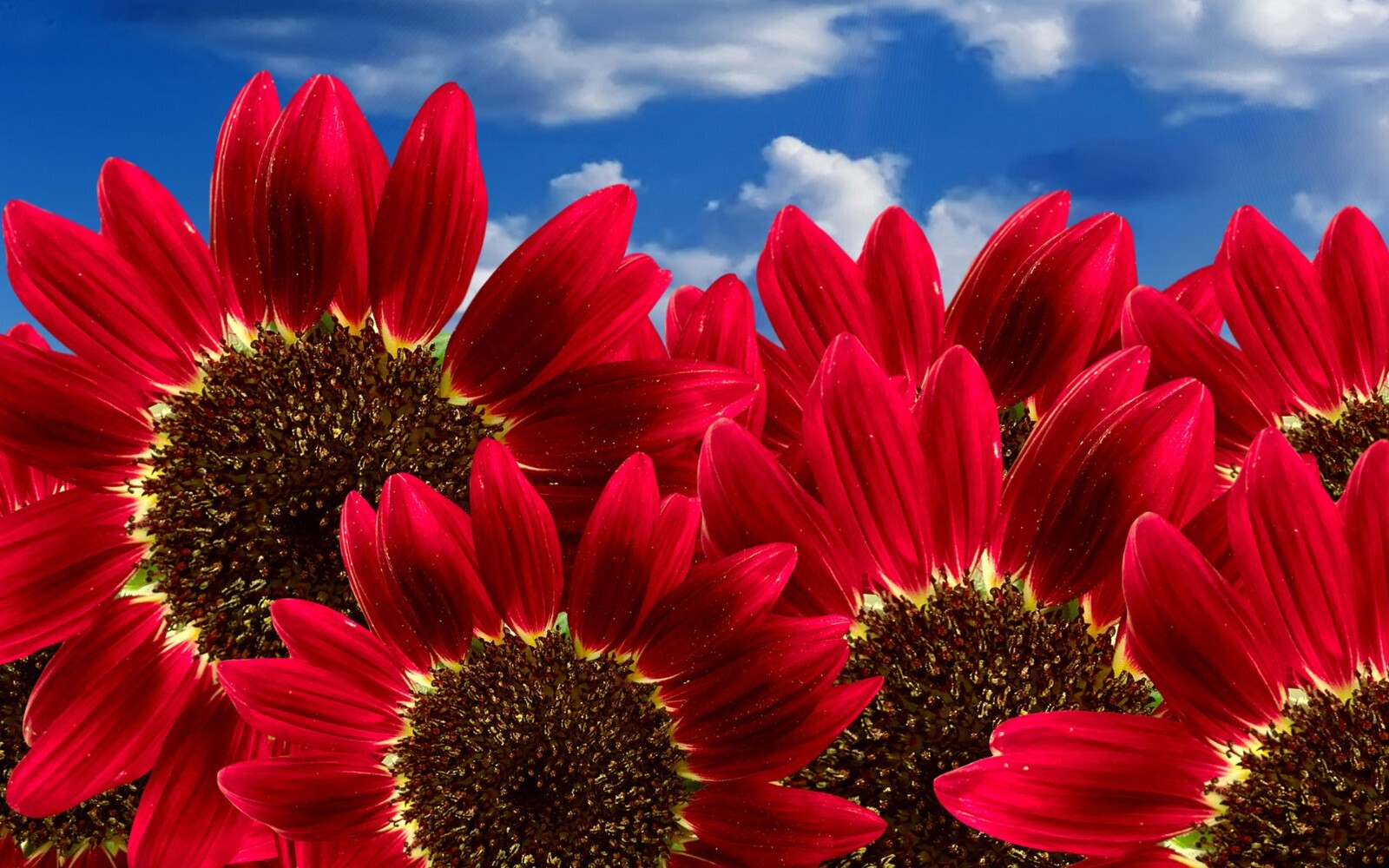 30+ Red Sun Sunflower Seeds for Planting