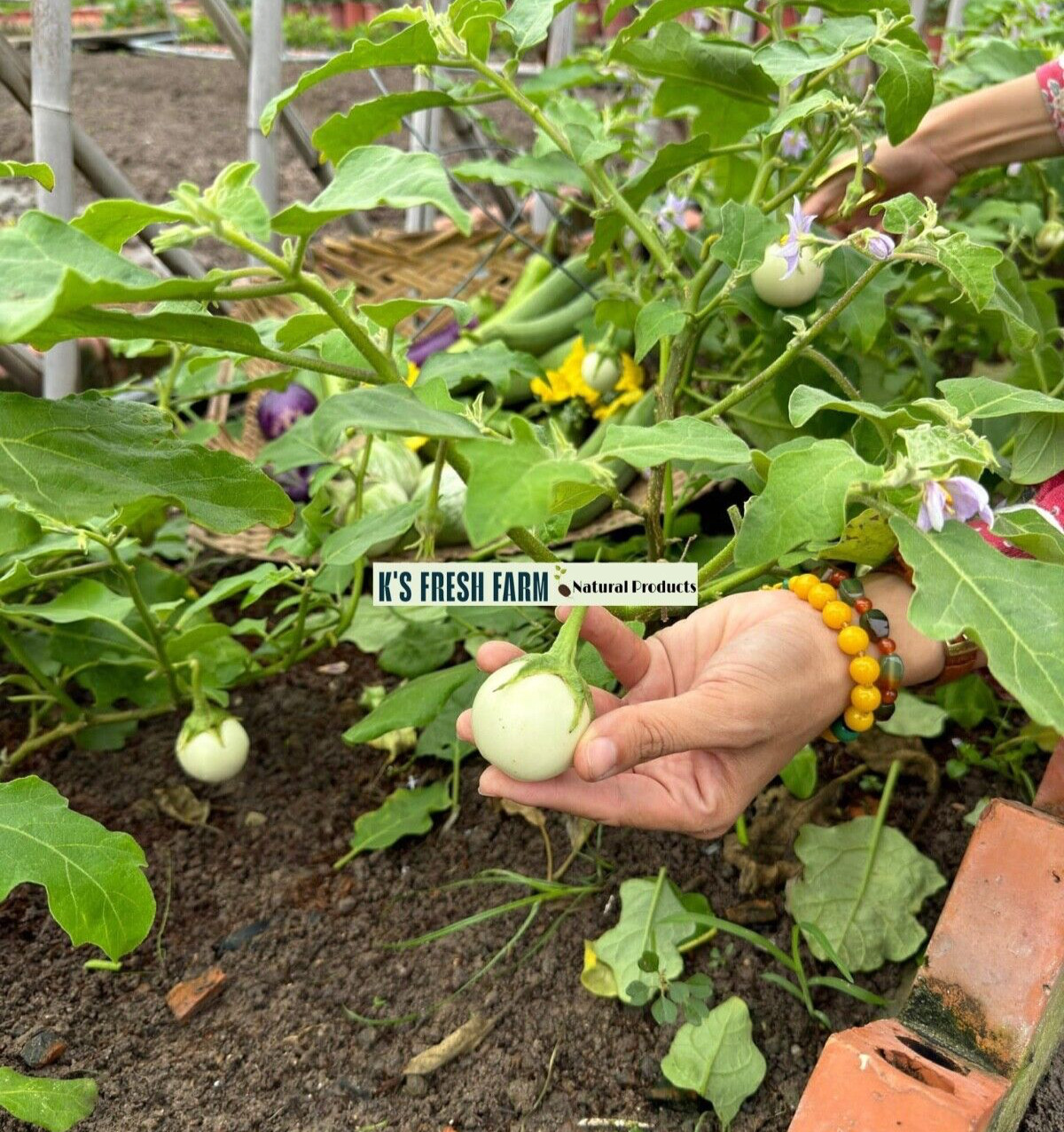 100+PCS WHITE ROUND EGGPLANT SEEDS, CÀ PHÁO TRẮNG