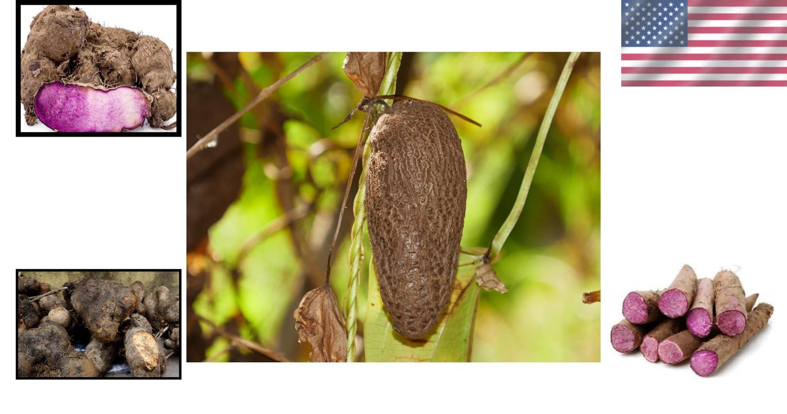 100 Pcs Dioscorea Alata Seeds, Heirloom Purple Yam Vegetable Seeds for Planti…