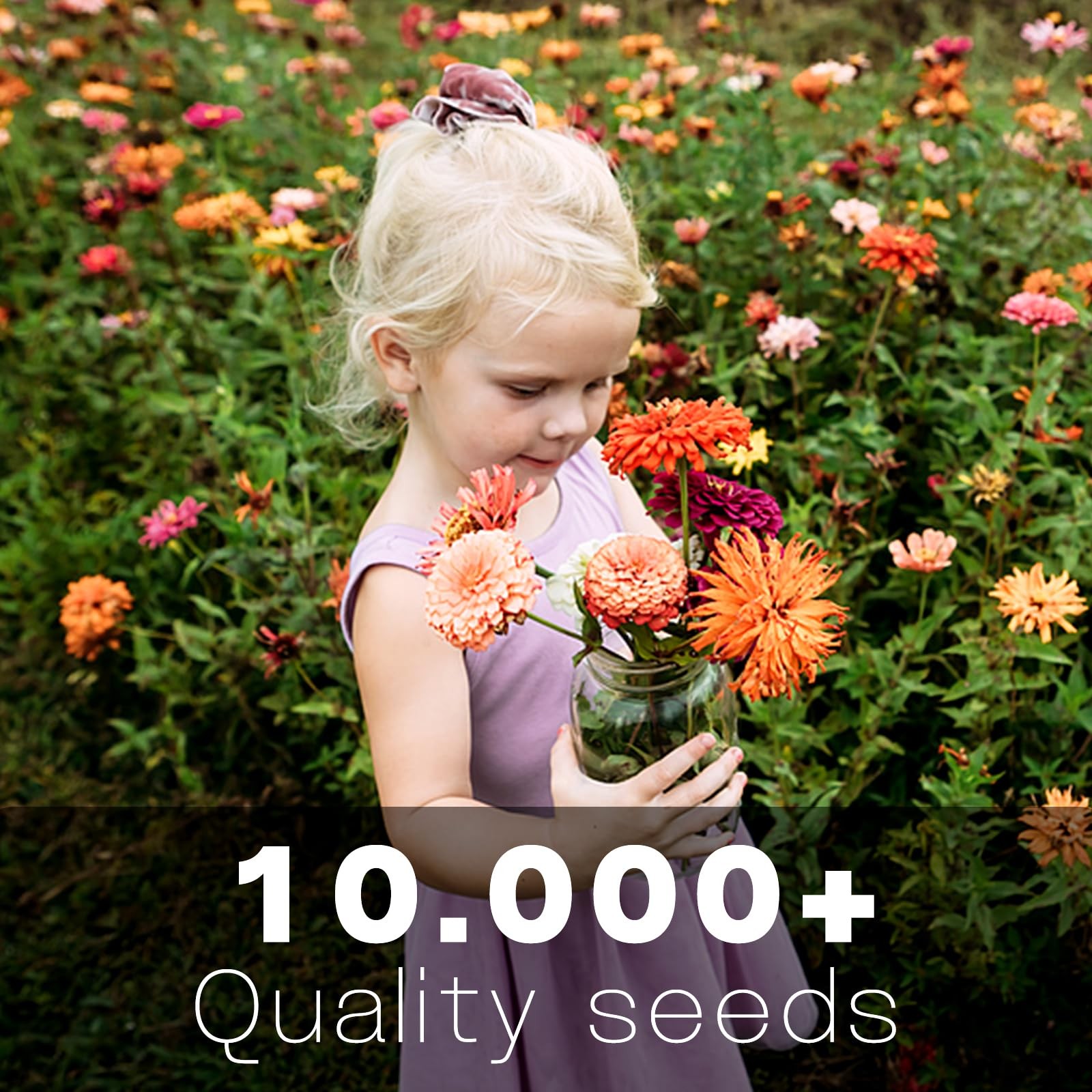 Zinnia Seeds Bulk 10,000+ | Outdoor Flower for Planting | 10.000+, Colour