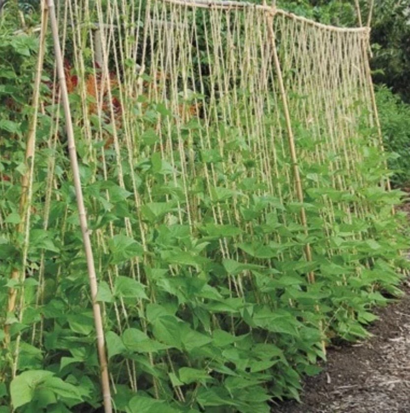 Kentucky Wonder Pole Bean – Fresh Seeds – Four Seasons/Old Homestead, Non-GMO