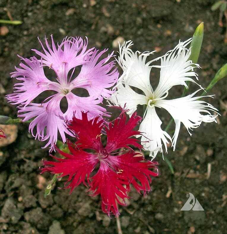 Sweet William Dianthus FRINGED PINKS Mixed Colors Perennial/Biennial 500 Seeds!