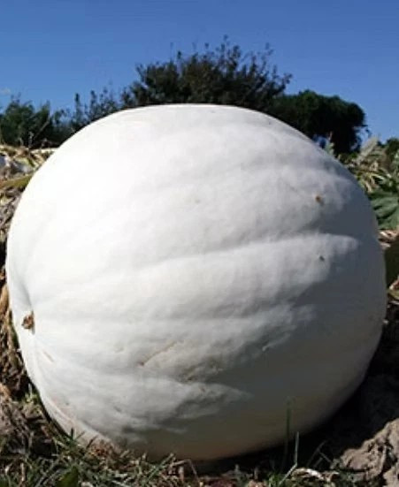 20 Polar Bear Pumpkin Seeds — LARGE —————– PURE WHITE ——- RARE
