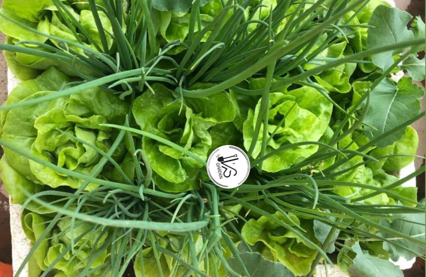 1000+PCS VIETNAMESE BUTTERHEAD LETTUCE SEEDS, HẠT XÀ LÁCH MỠ | 98% GERMINATION |