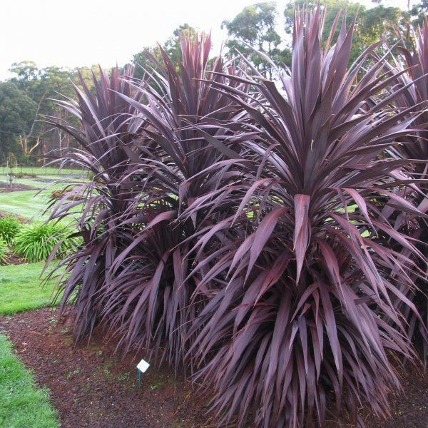 Purple Cabbage Tree, Cordyline Australis Atropurpurea 10 Seeds Free Shipping!