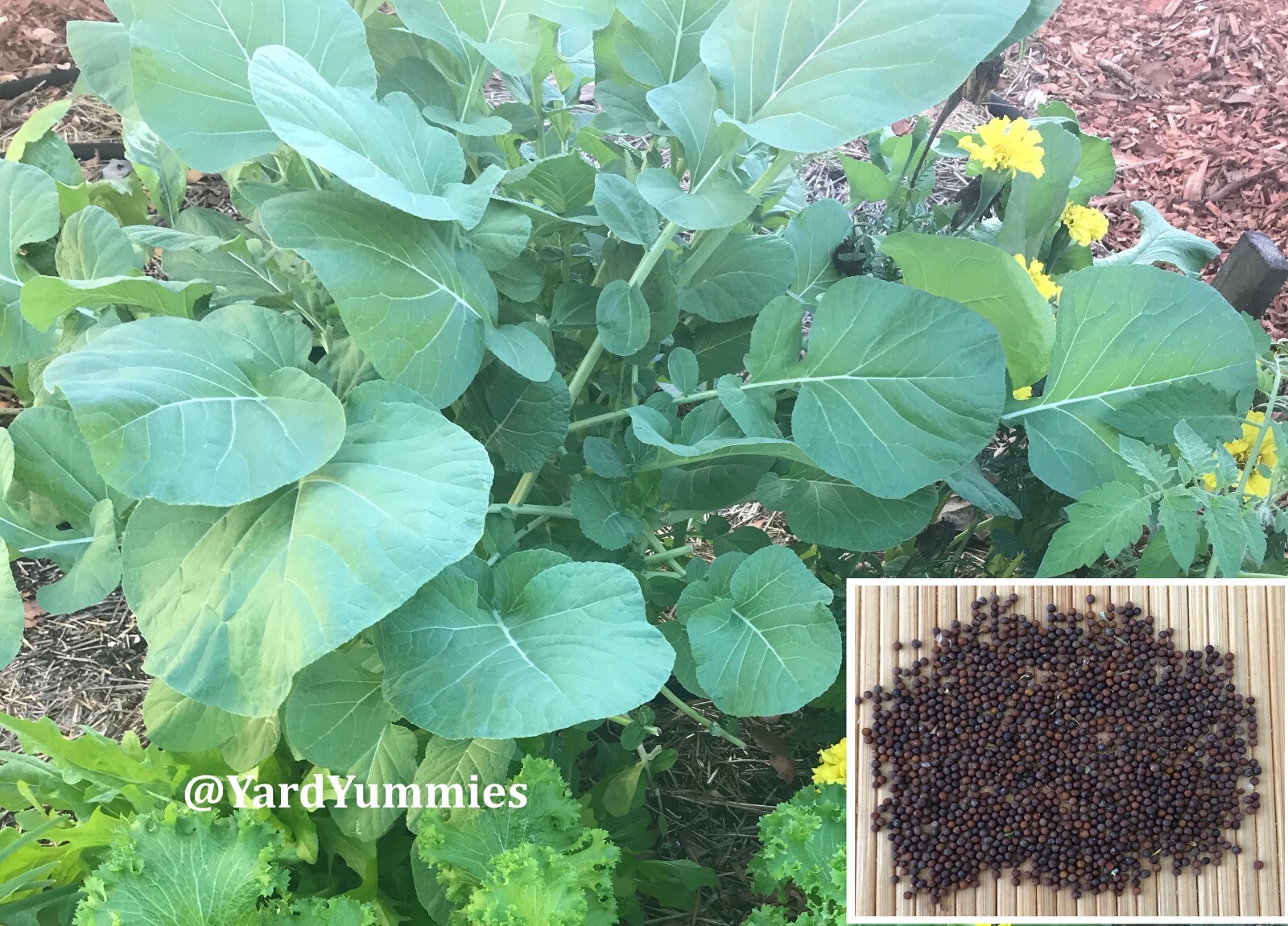 Ethiopian Kale SEEDS- Brassica Carinata- African Kale Ethiopian Mustard Green