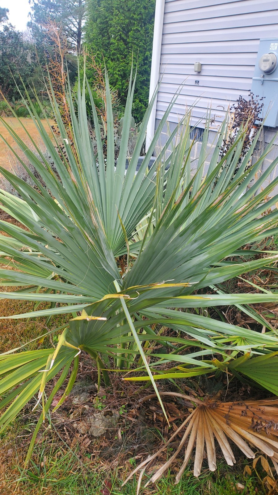 20 Palm Seeds Of Various Species