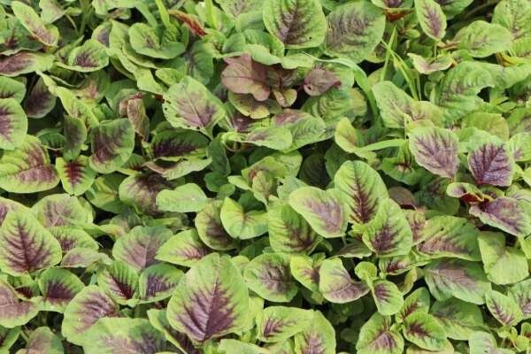 🌱Heirloom Amaranth Chinese Multicolor/Xian Cai 50+ Seeds *Heat Tolerant*
