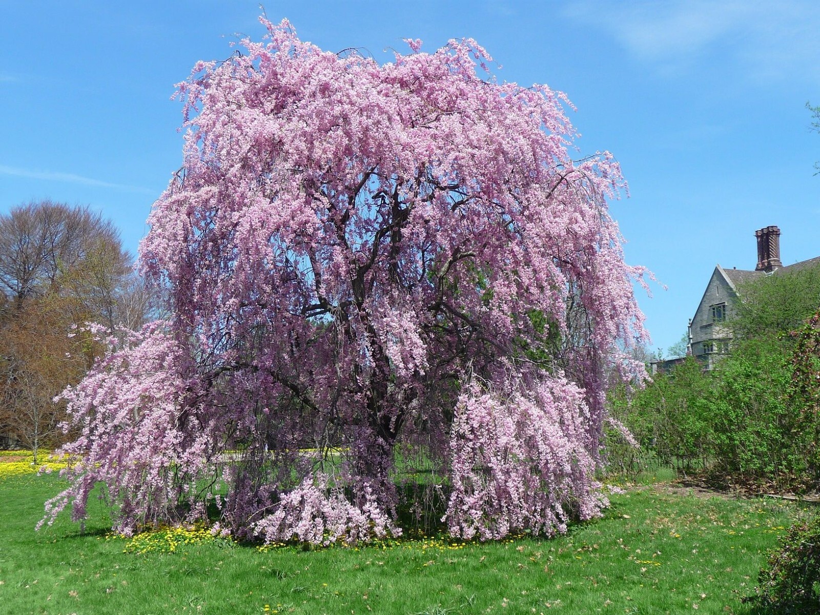 5 Willow Seeds Tree Weeping Flower Giant Flowers Seed Perennial “Purple”