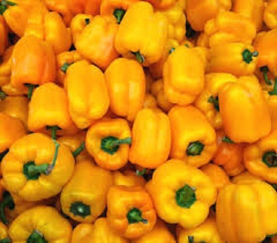 Premium Golden California Wonder – 0 Scoville Units – 20% off 3 or more items!