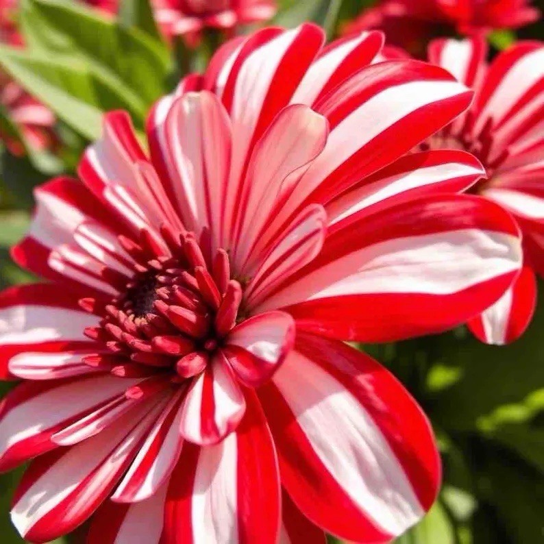 50 Peppermint Zinnia Seeds Red White Double Bloom Perennial Flowers Garden