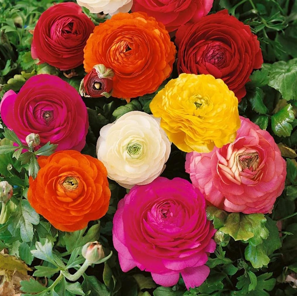 10 PCS Mixed Color Ranunculus Bulbs Fall Planting Spring Blooms Flower