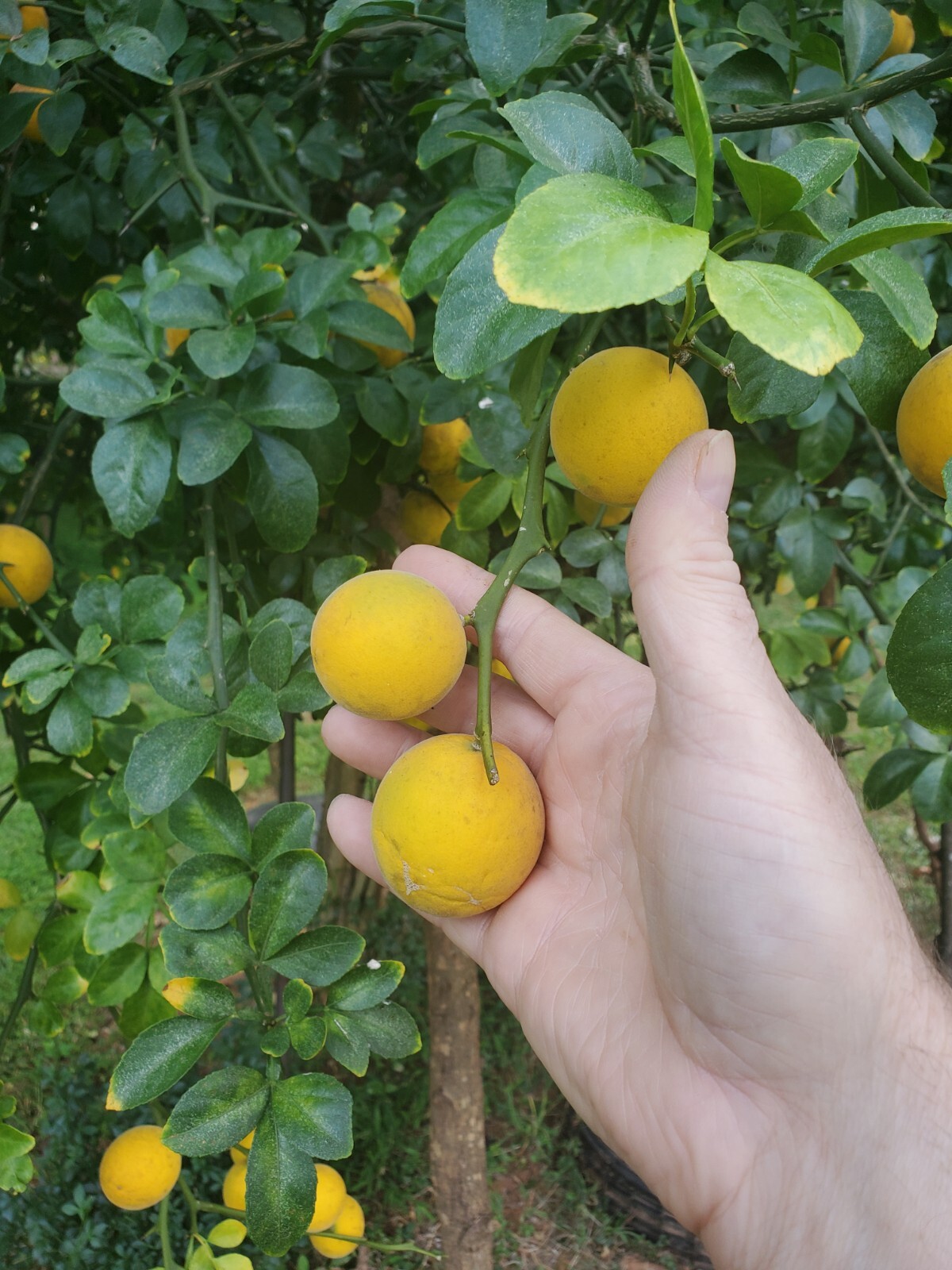 Poncirus Trifoliata Citrus Bush 🍊ACTUAL FRUIT SHIPPED Contain 100+ Seeds Inside