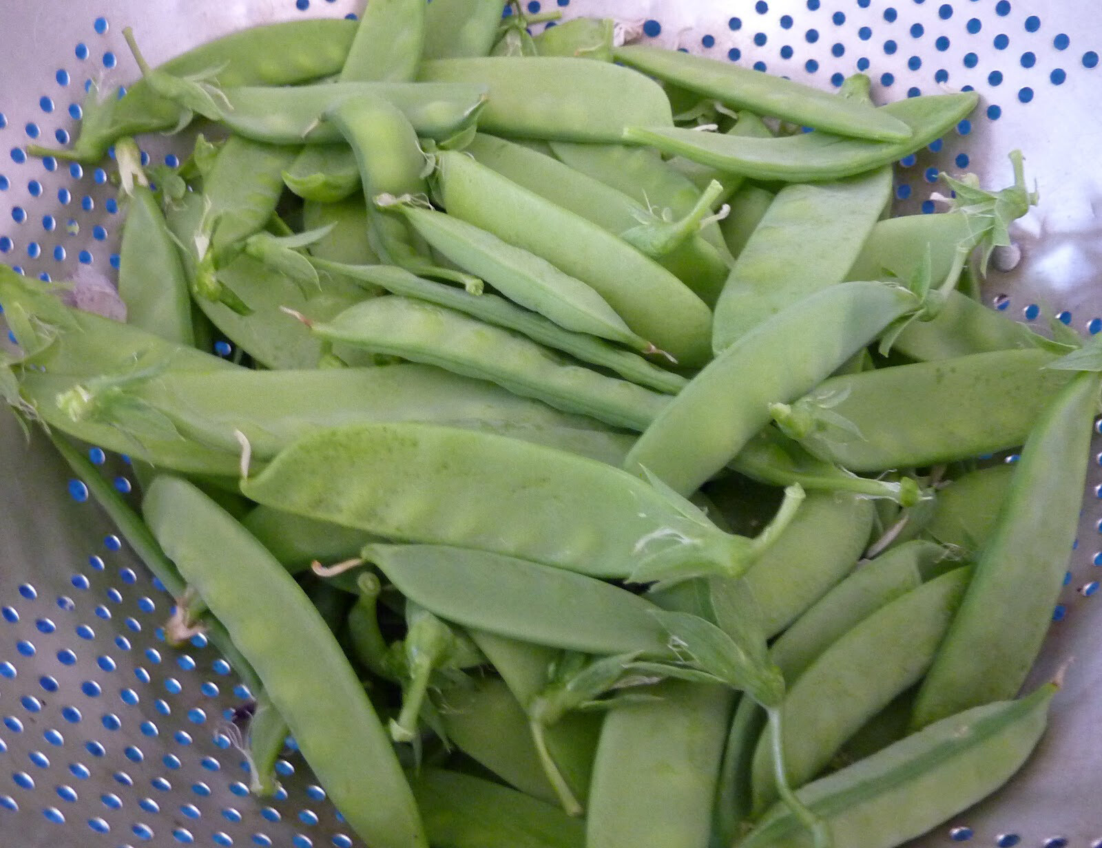 Snow Peas – Dwarf Grey Sugar, Chinese Pea Pod, (Pisum sativum)