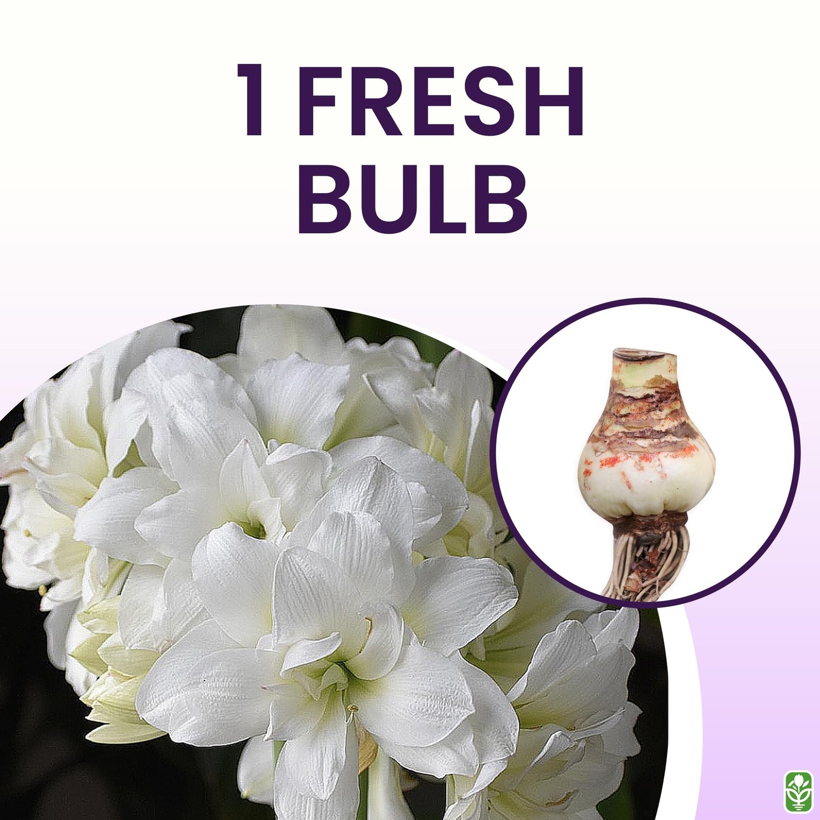 Large Amaryllis Bulb for Planting – 4-8 Blooms, 16-24″ Tall, Easy Care Decor