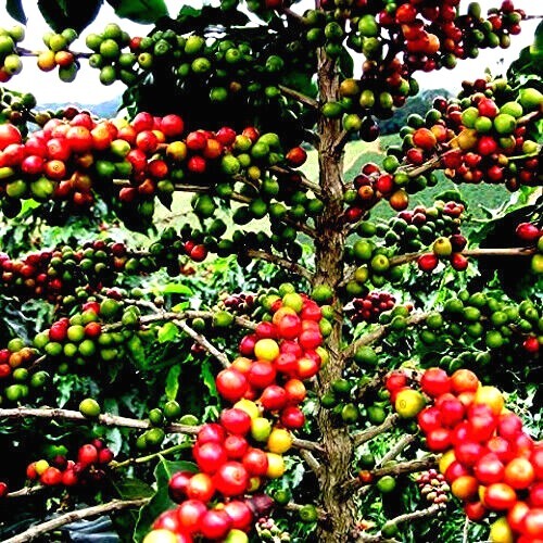 10 Coffea arabica Seeds Tropical EXOTIC Coffee Bean Indoor House Plant Tree RARE