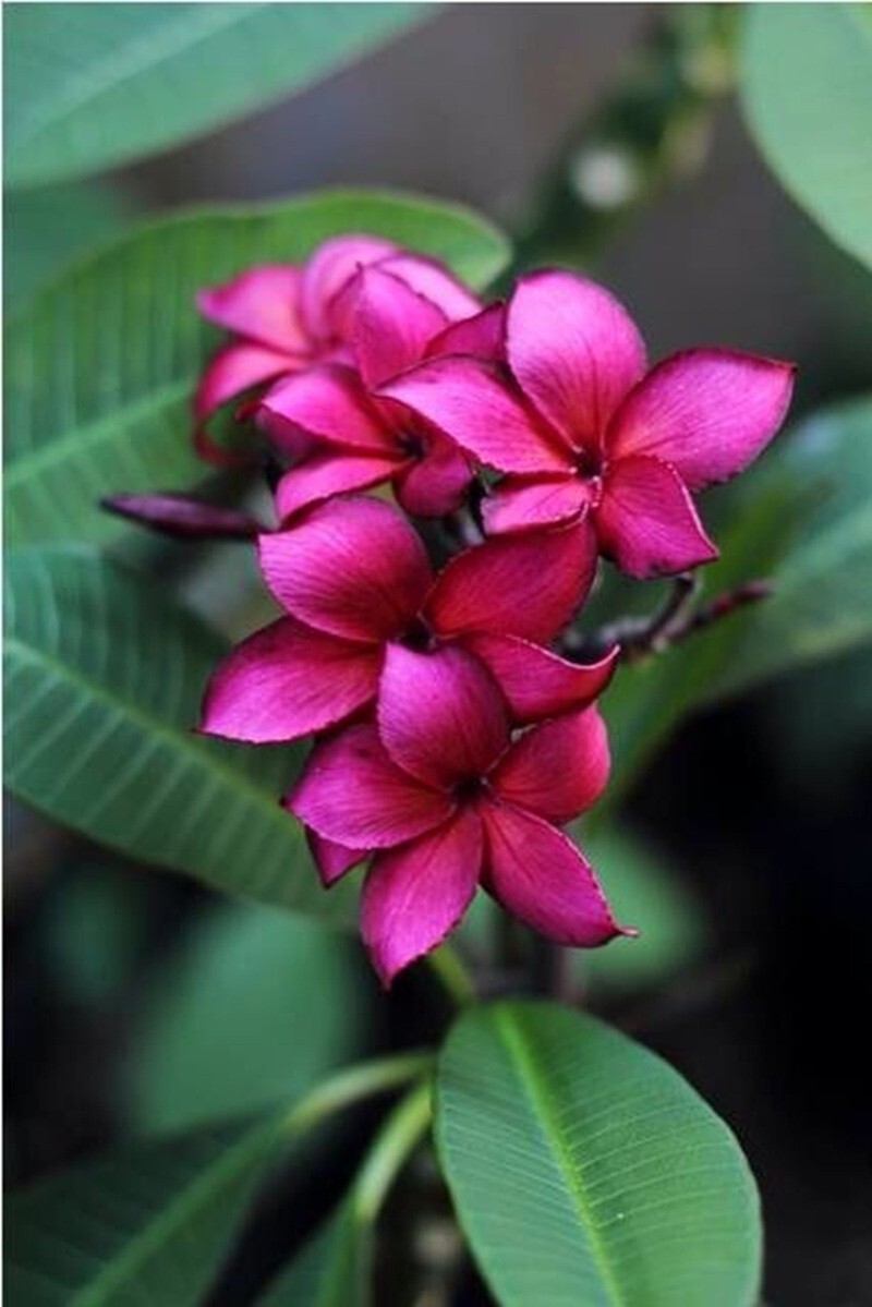 5 Plumeria Seeds Perennial Flowers Flower Frangipani US SELLER “Purple”
