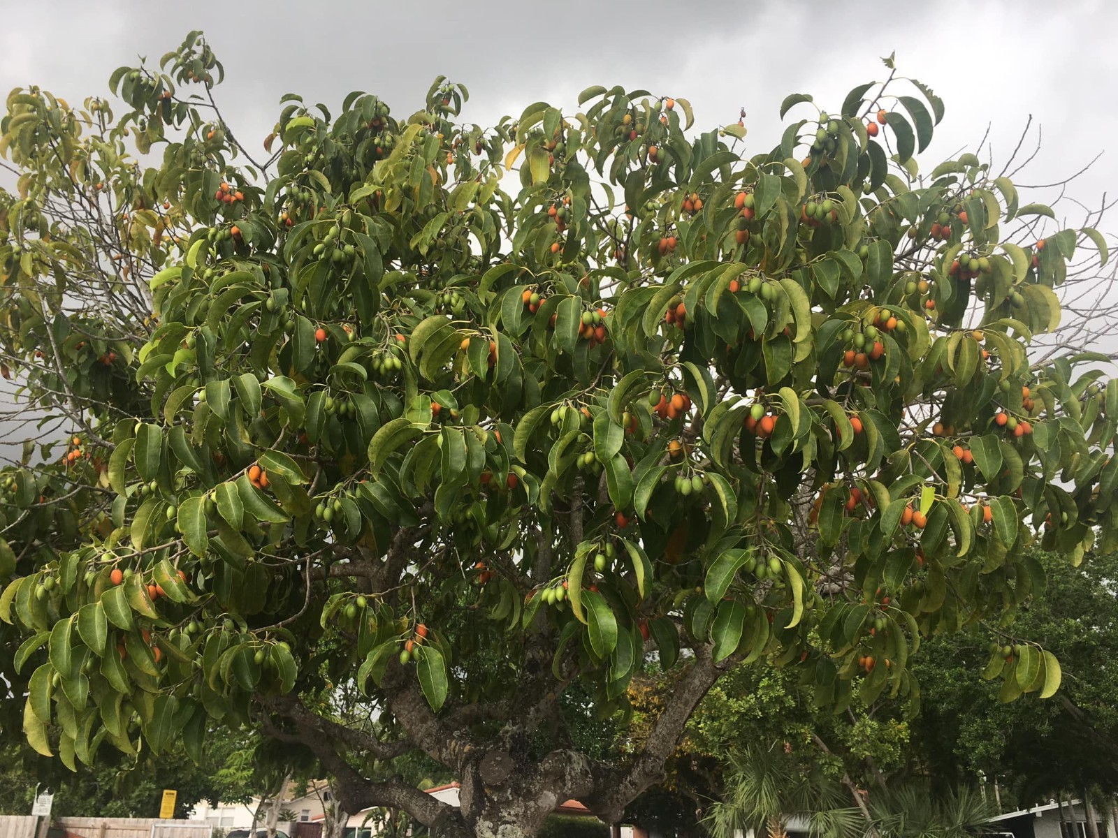 Mimusops Elengi Tree Fragrant Spanish Cherry, Indian Medlar Bakul