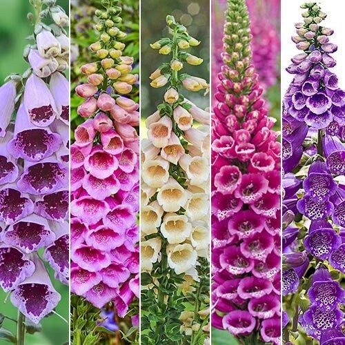 Foxy Foxglove Mixed Colors 500 seeds pkt