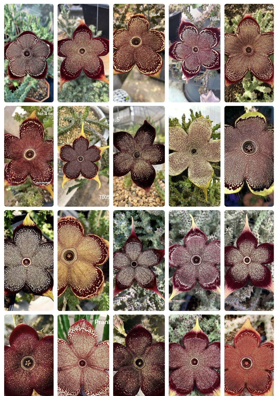 8 Seeds Edithcolea Grandis Persian Carpet Flower Rare Stapeliad Succulents