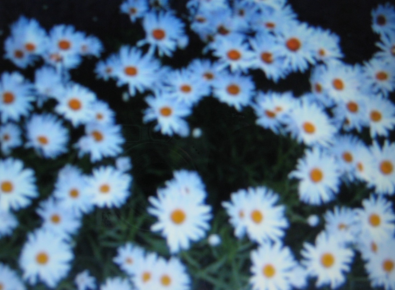 SHASTA DAISY * ALASKA * BELOVED FLOWER * ATTRACTS BUTTERFLIES *