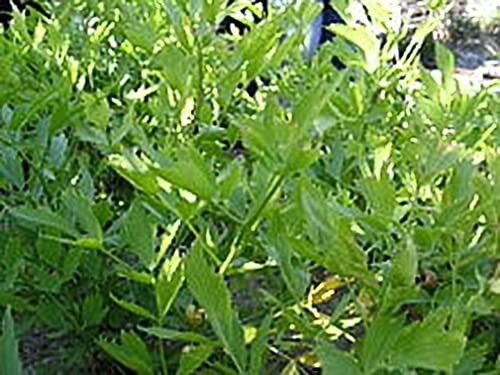 Lovage Great Garden Herb Seeds by Seed Kingdom (1 Oz Seeds)