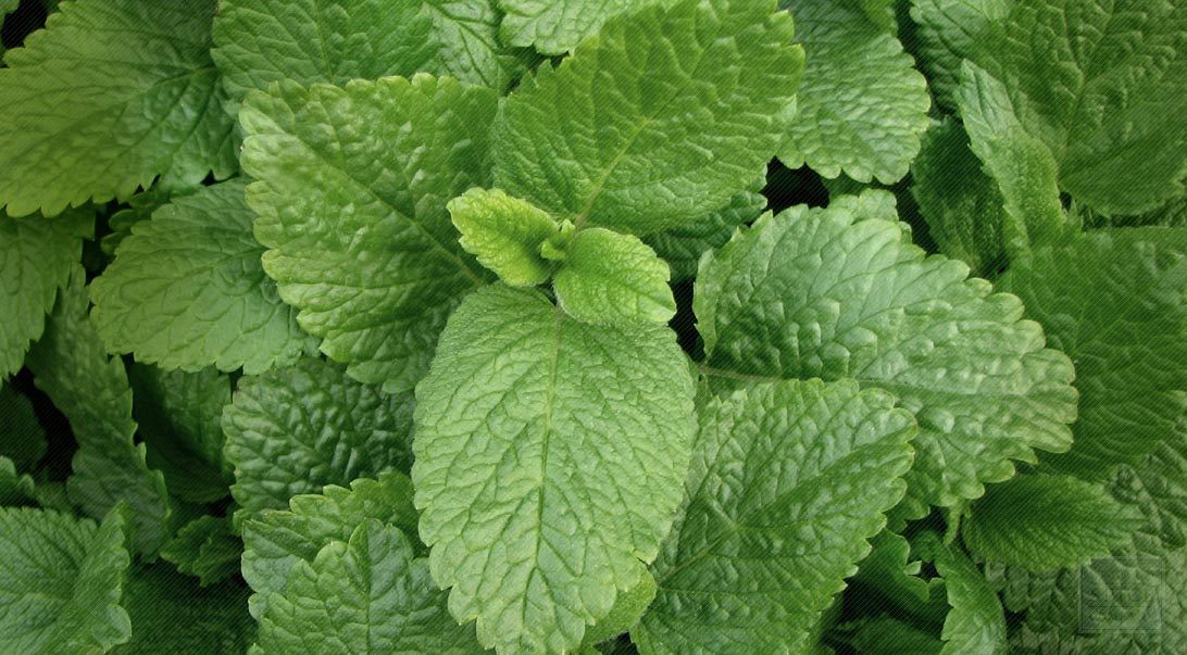 Lemon Balm Seeds, Melissa, Sweet Balm, Mint, NON-GMO, Variety Sizes, FREE SHIP