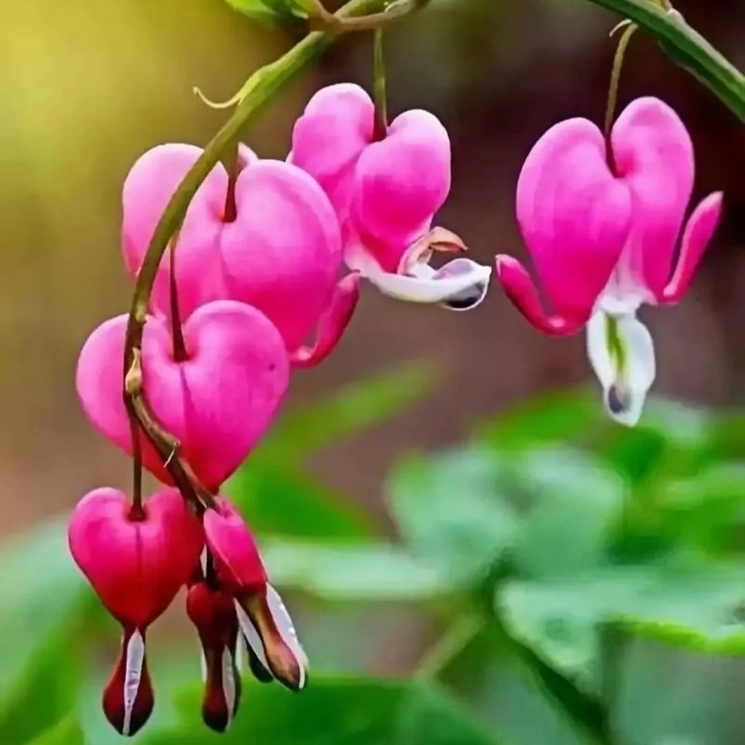 Bleeding Heart Seeds, 120pcs Dicentra Spectabilis, Non-GMO Heirloom Perennial Fl