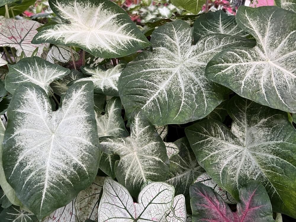 Aaron Caladium Bulbs for Planting – Perennial Hosta, Elephant Ears, Fancy