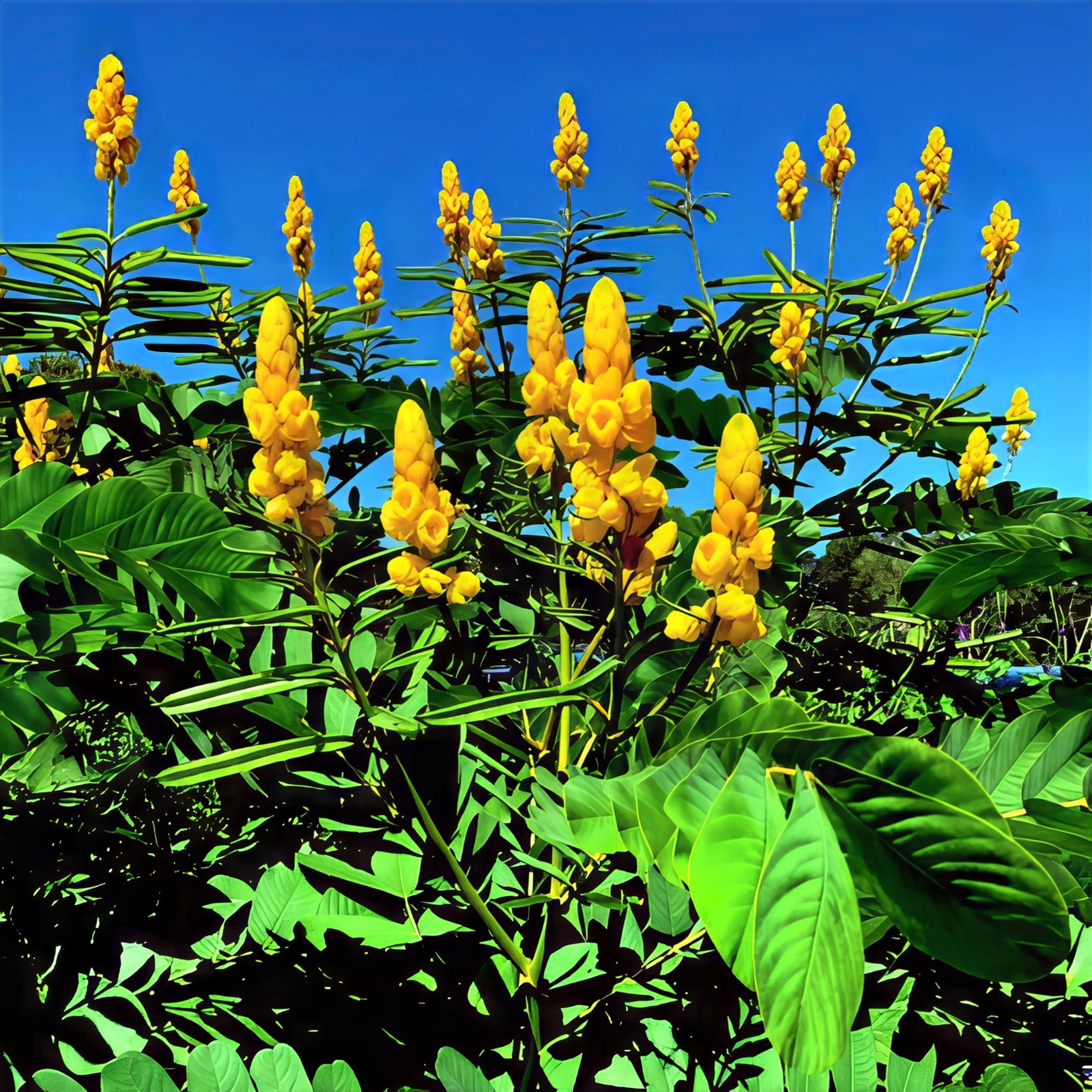 20 CANDLE BUSH SEEDS Cassia Alata Senna Tree Plant “Flowers Attract Butterflies”