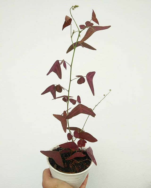 Red Wing Butterfly Plant Christia Vespertilionis FRESH USA organic seeds