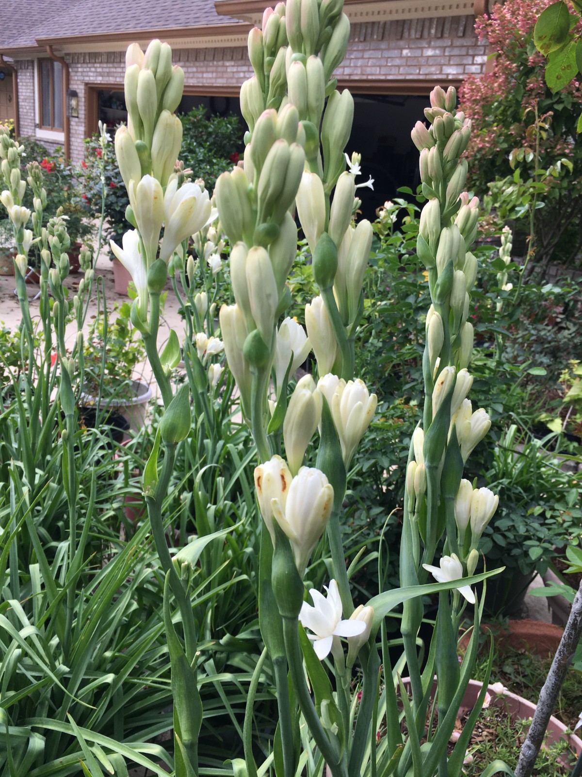 DOUBLE Tuberose – white fragrant flowers – 4 blooming size bulbs various sizes