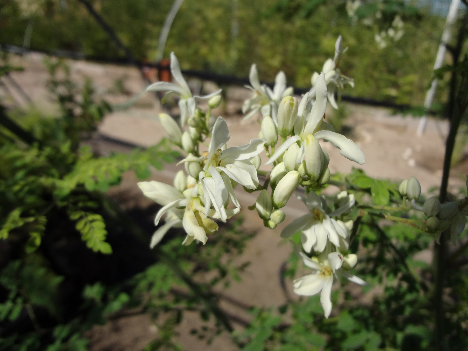 MORINGA Oleifera STX-2 EXTREMELY PRODUCTIVE Best Variety Organically Grown SEEDS