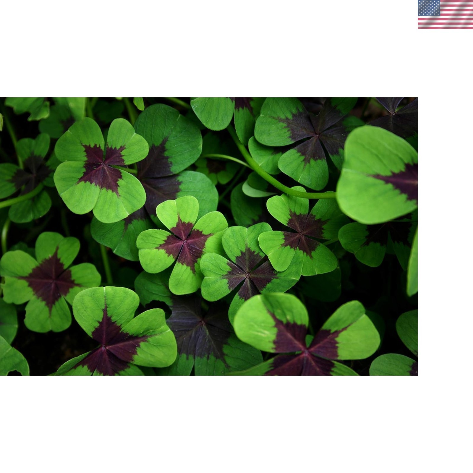 Vibrant Iron Cross Shamrock Bulbs – 5 Count for -Round Indoor/Outdoor Color