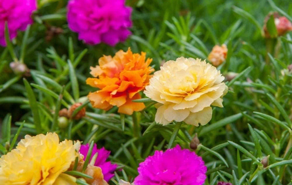 4 PACKS OF 10000 MIXED MOSS ROSE SEEDS PORTULACA GRANDIFLORA MIX FAST SHIPPING