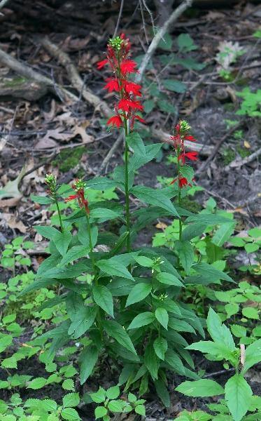 Lobelia cardinalis | Cardinal Flower | Queen Victoria | 150 Seeds