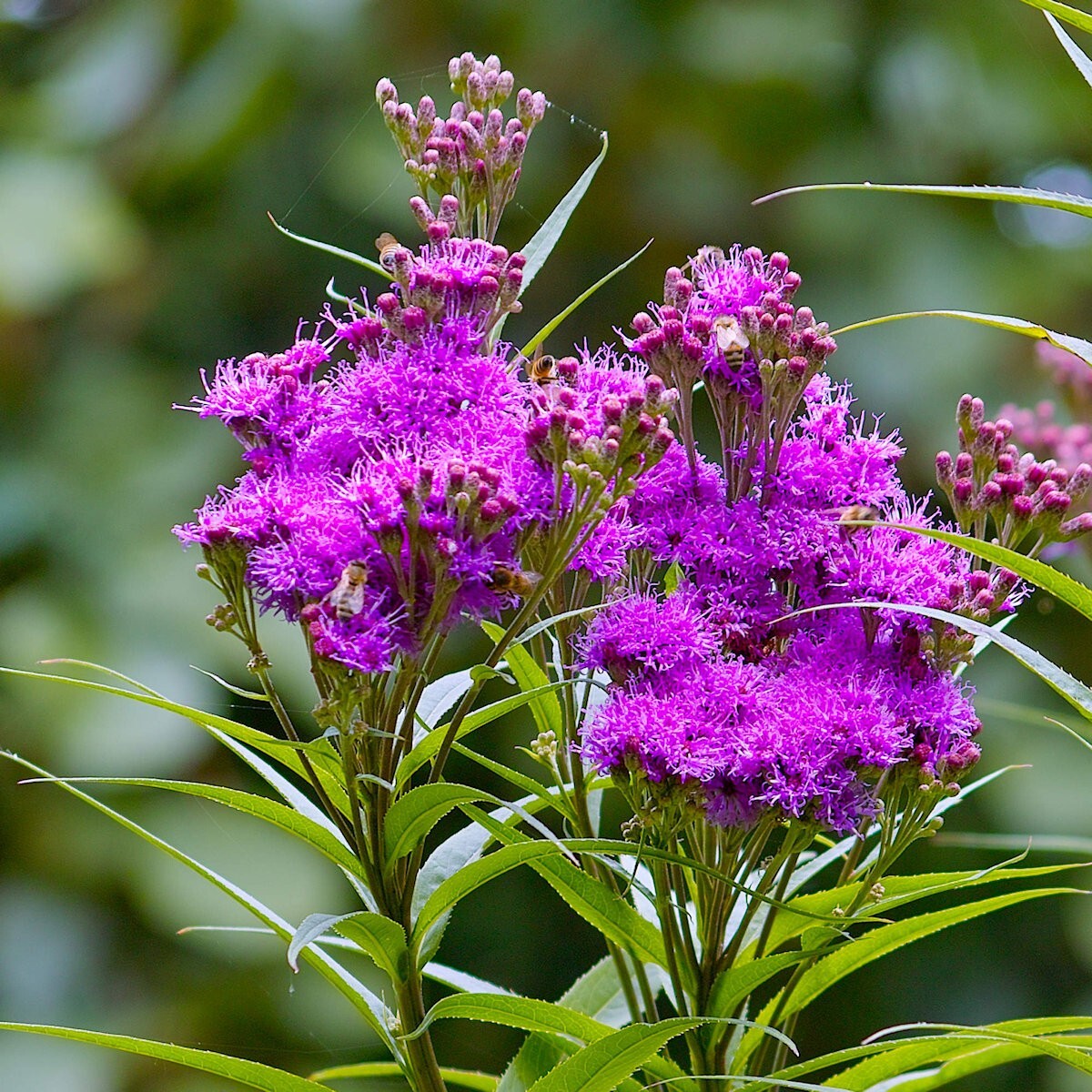 500 Common Ironweed Wildflower Seeds – Everwilde Farms Mylar Seed Packet