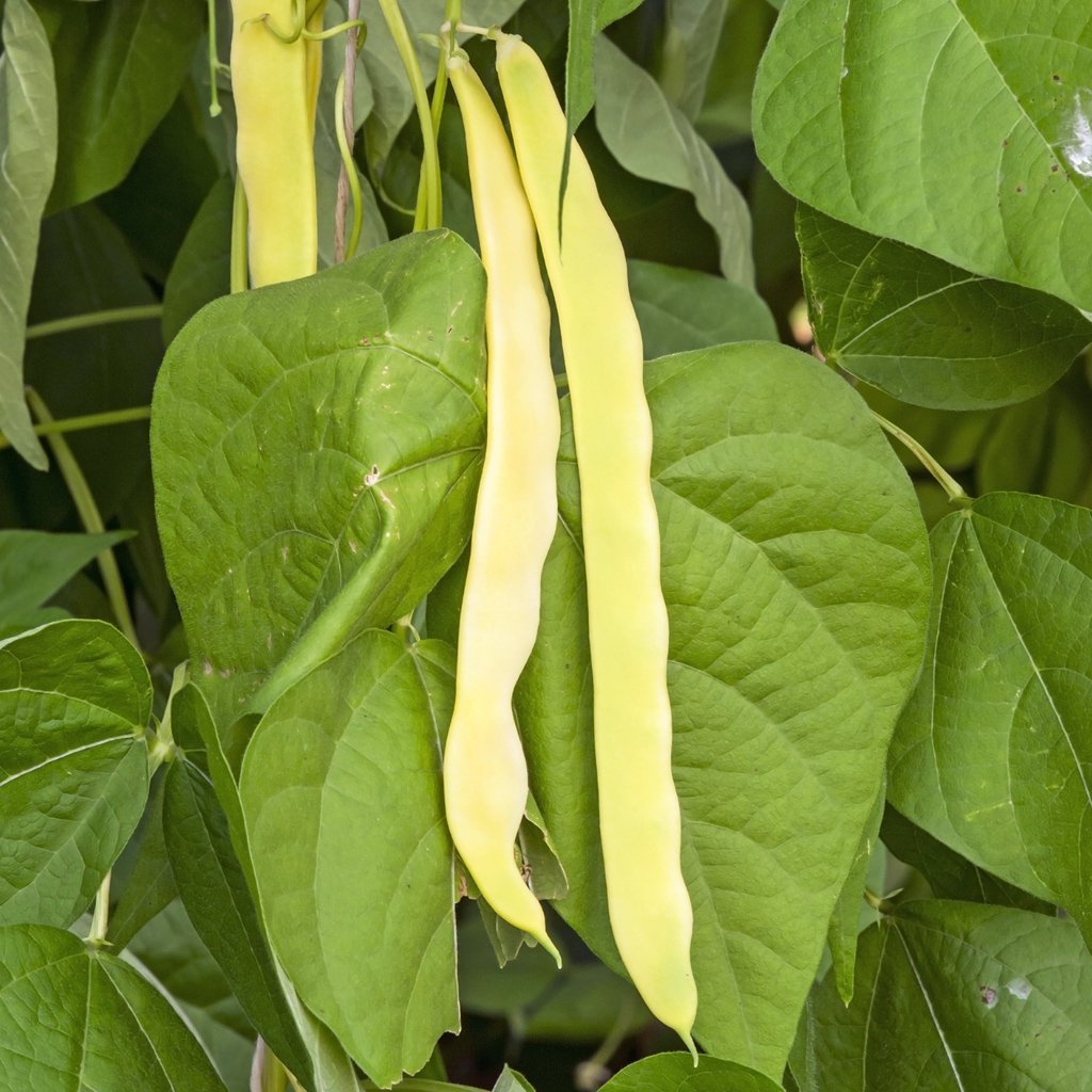 Golden Wax Bush Bean Seeds, Top Notch, NON-GMO, Heirloom, Variety Sizes