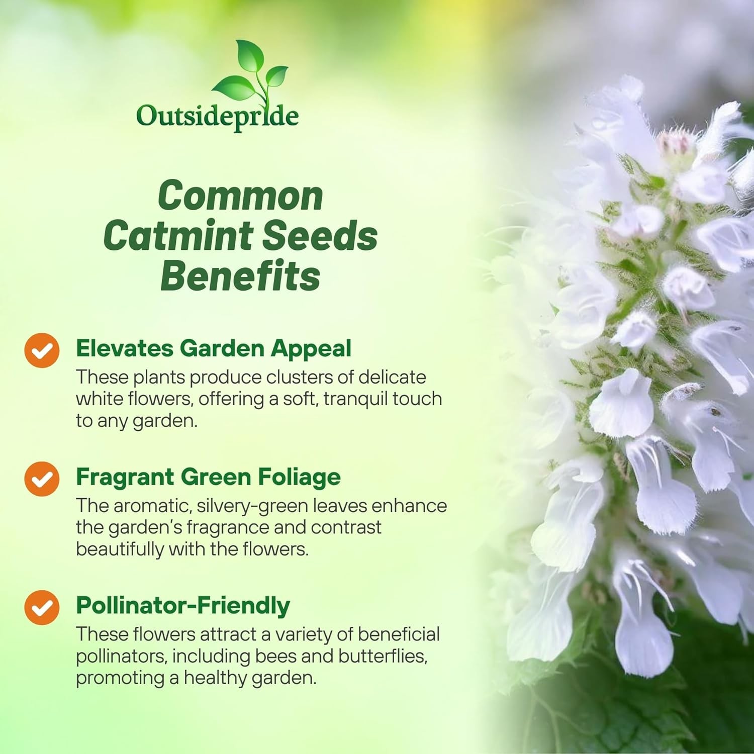 5000 Seeds Common Catmint Nepeta Cataria White Flowering Drought Resistant Herb