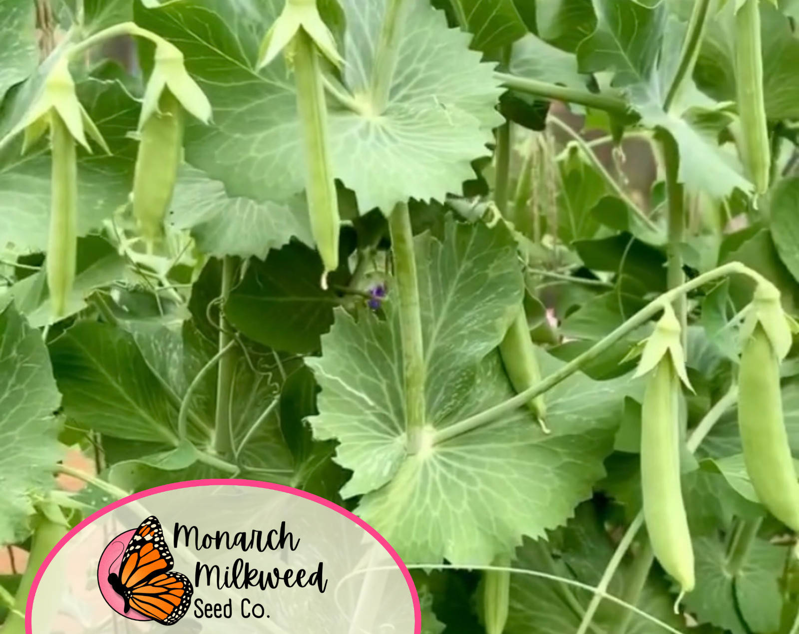 90+ Pea Seeds ‘Sugar Snap’ | Heirloom, Non-GMO, Vegetable Gardening Seed Packet