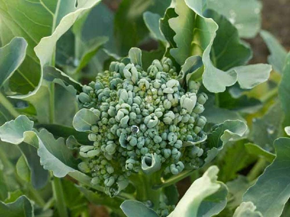 Broccoli Seeds- Waltham 29,”COOL BEANS N SPROUTS” Brand. Home Gardening.