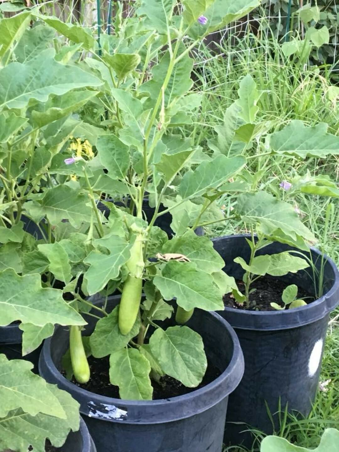 Asian Green Fingers /Thai long green 25 Seeds Eggplant 0.15g container variety