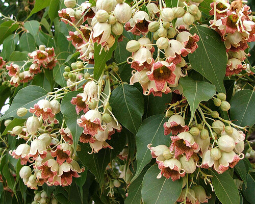 Brachychiton Populneus, Kurrajong Flowering Bottle Tree 5 Seeds, Ships From USA!