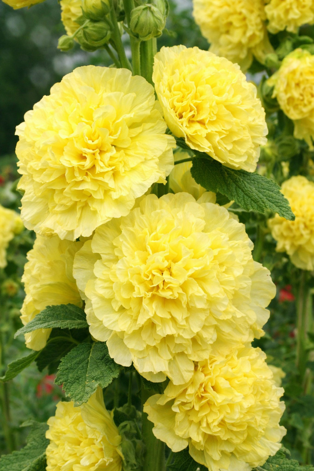 25 Banana Yellow Hollyhock Seeds Perennial Flower Seed Flowers US SELLER