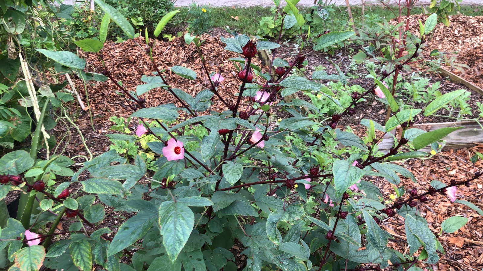 20+ Seeds Roselle Hibiscus/ Jamaican Sorrel FL-Grown. Edible. Juicy Calyxes.