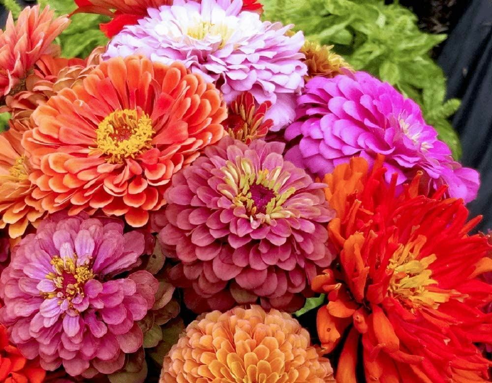 Zinnia Flowers Seeds Exquisite, “COOL BEANS N SPROUTS” Brand
