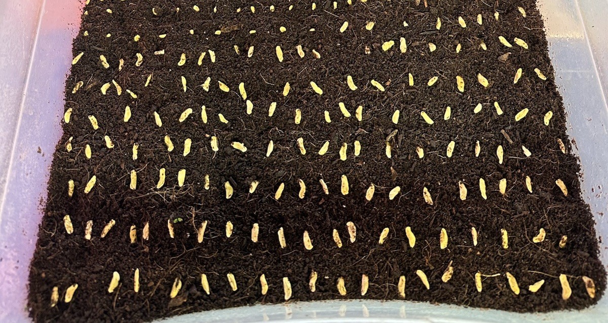 40+ Kaffir Lime Seeds Harvested 9/2025 Always Fresh And New Seeds มะกรูด