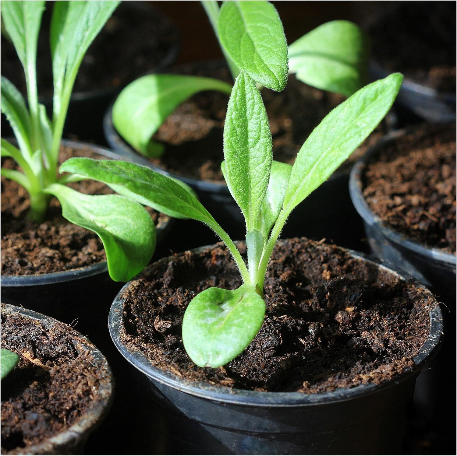 Green Globe Artichoke Seeds – Easy to Grow, Non-GMO, 2 Packs for Grown Gardeners