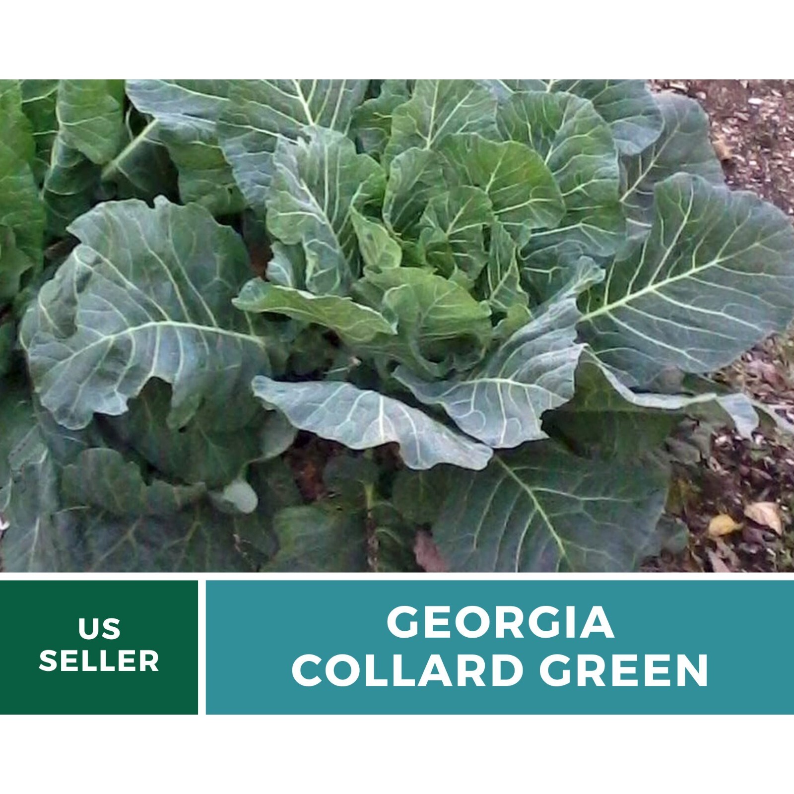 Collard Greens, Georgia – 100 Seeds – Heirloom Vegetable – Open Pollinated – Non